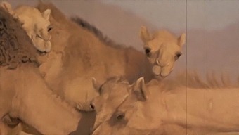 绝色美女和野兽在激情的相遇中